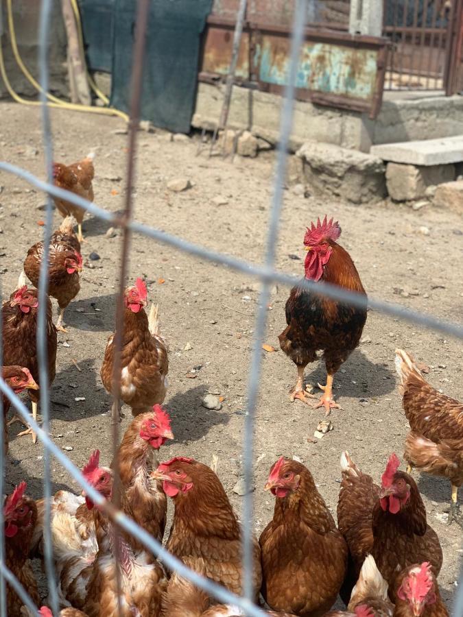 טואורו סול טראסימנו Agriturismo Annibale מראה חיצוני תמונה