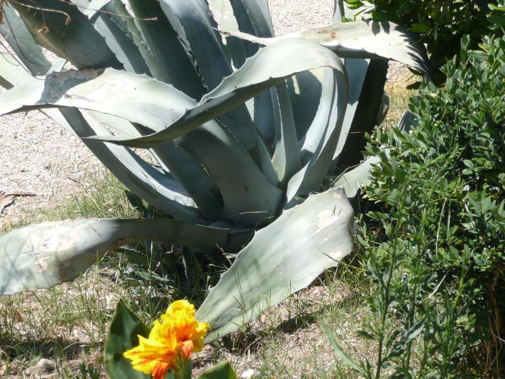 טואורו סול טראסימנו Agriturismo Annibale מראה חיצוני תמונה