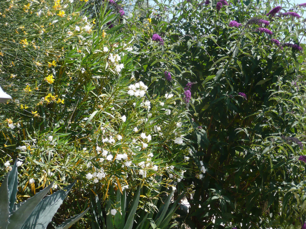 טואורו סול טראסימנו Agriturismo Annibale מראה חיצוני תמונה